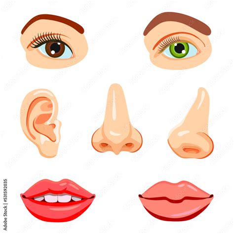 educational vector set parts   face eyes nose mouth ear stock