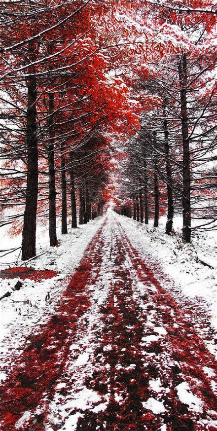 red  snow nature photography landscape beautiful nature
