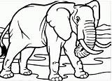 Gajah Mewarnai Sketsa Paud Menggambar Binatang Nyata Tampak Hitam Kartun Hewan Lucu Besar Kumpulan Herbivora Warnai Badannya Buku sketch template