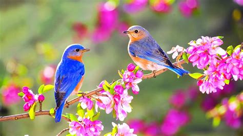 lovely   blue birds   birds nature hd wallpaper pxfuel