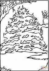 Pine Coloring Tree Snow Pages Printable Trees Color Supercoloring Beautiful sketch template