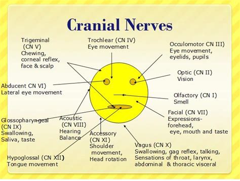 mnemonics for cranial nerves 2008 09 12