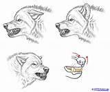 Wolf Drawing Drawings Angry Animal Draw Sketch Animals Face Snarling Step Sketches Growling Wolves Teeth Tutorial Cartoon Visit Choose Board sketch template