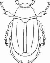 Colorear Escarabajo Escarabajos Colorat Planse Gandaci Insectos Weevil Desene Proyecto Stag Bajo sketch template