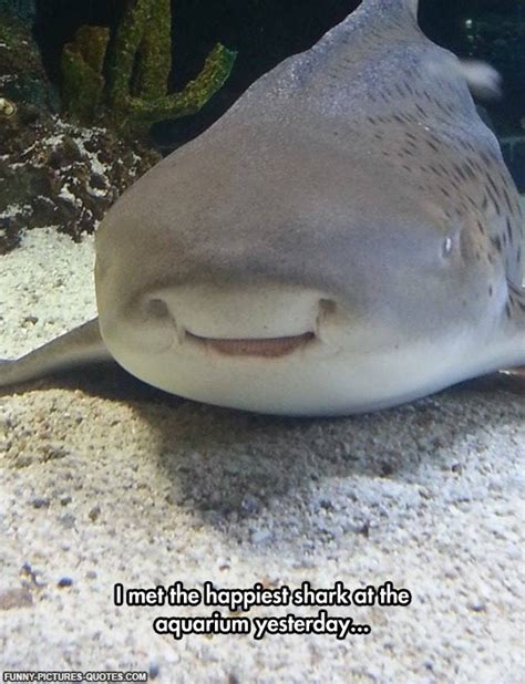 funny quotes about sharks quotesgram