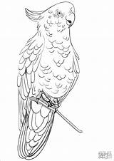 Cockatoo Coloring Rose Pages Breasted Printable Cockatoos Drawing Color Animal Animals Coloringbay Stencil Bird Birds Popular Adult Choose Board Categories sketch template