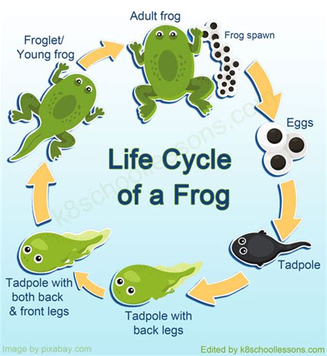 life cycle   frog frog life cycle stages kschoollessonscom
