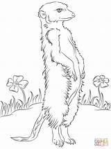 Meerkat Coloring Pages Drawing Colouring Meerkats Printable Flowers Print Drawings Animals Color Sketch Sheets Animal Getdrawings Categories sketch template