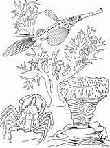 Trumpet Fish Coloring Crab Drawing Pond Pages Sea Printable Getdrawings Gif Koi sketch template