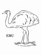Emu Animales Hernando Coloringhit Visitar Supercoloring Aborigine sketch template