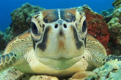 fascinating facts   majestic sea turtle