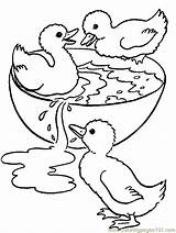 Ducks Kleurplaten Patinhos Ducklings Coloringpages101 Kuikentjes Tudodesenhos Afkomstig Comiendo Dieren Buzz2000 Sayfaları Hayvan Boyama Facile Eenden sketch template