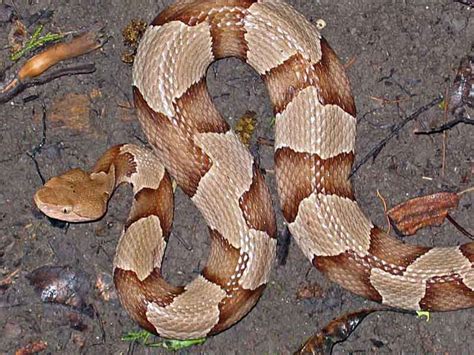 snakes west virginia mountain mama