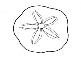 seashell coloring pages  coloring pages  kidsfree coloring
