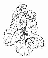 Geranium Flowers Coloring Pages Geraniums Flower Clipart Drawings Coloringpagesforadult Clip Patterns Drawing Cliparts Para Color Geranio Obtain Depending Effects Various sketch template