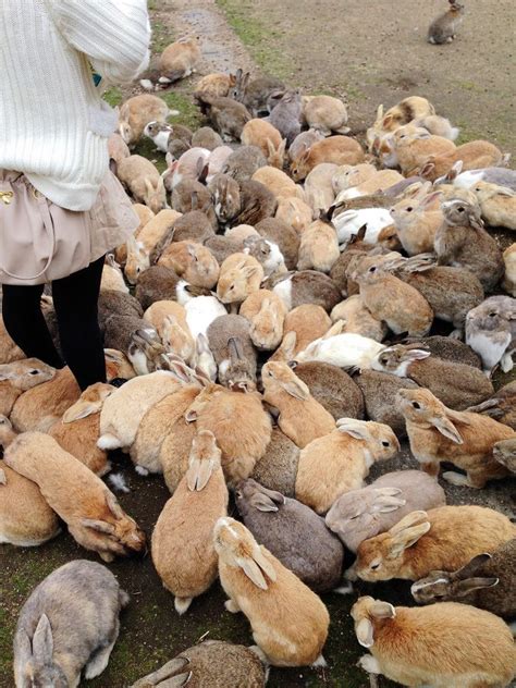 Ōkunoshima an island in japan filled with cute bunnies
