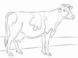 Cow Coloring Pages Printable Holstein Colour Adults Print Cartoon sketch template