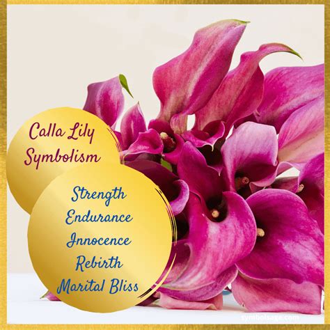 Calla Lily Symbolism And Meaning Symbol Sage