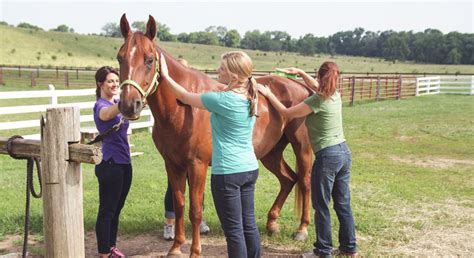 equine therapy horse therapy program   ranch