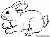 Kelinci Mewarnai Rabbit Rabbits Bunnies Imut Cutouts sketch template