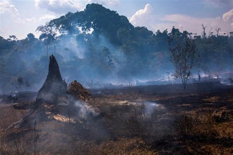 brazil bans legal burning   days  fight amazon fires