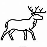 Ciervo Dibujar Cervo Clipart Colorare Kindpng Pinclipart Szarvas Antlers Reindeer Ultracoloringpages sketch template