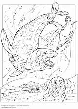 Leopard Seal Pages Coloring Getcolorings sketch template