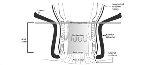 anatomical scheme of anal canal levator ani longitudinal