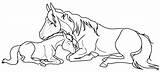 Foal Horse Mare Coloring Lineart Pages Drawing Colouring Deviantart Clipart Popular Getdrawings Library Coloringhome sketch template