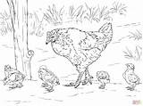 Hen Chicks Gallina Pollitos Poultry sketch template