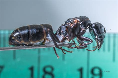 super macro photograph   carpenter ant queens head  lifesized