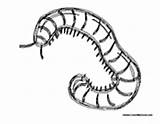 Centipede Animals Crawling sketch template