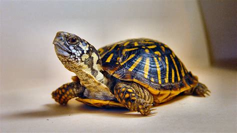 ornate box turtle  kansas state reptile  protections kdwp