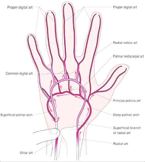arterial anatomy   hand  direction  blood flow  manual  scientific