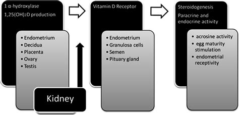 nutrients free full text the role of vitamin d in