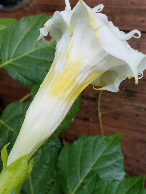 my first datura flowers in the brugmansias forum