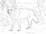 Dingo Coloring Pages sketch template