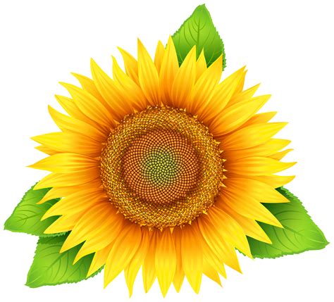 printable sunflower images