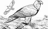 Falcon Bird Coloring Pages Standing Rock Big Netart Color sketch template