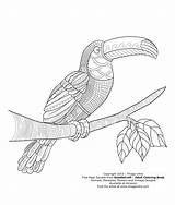 Toucan Tucano Tucan Doodlecraft Zentangle Mandalas Tukan Brasilien sketch template