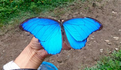 mariposas morpho azul taringa