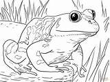 Coloring Pages Animals Zoo Frogs Bullfrog Frog Printable Kids Adult Animal Male American Pollywog Sheets Print Book Template Froggy Drawing sketch template