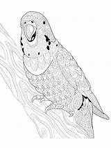 Parakeets Trace Parrot sketch template