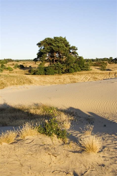 kootwijkerzand kootwijk veluwe netherlands stock photo image  zandverstuiving forest