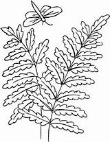 Fern Coloring Pages Ferns Leaves Drawing Dragonfly Printable Trees Simple Supercoloring Outline Getdrawings Colouring Leaf sketch template