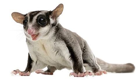 sugar glider sweet striped  stealthy animal pictures  facts factzoocom