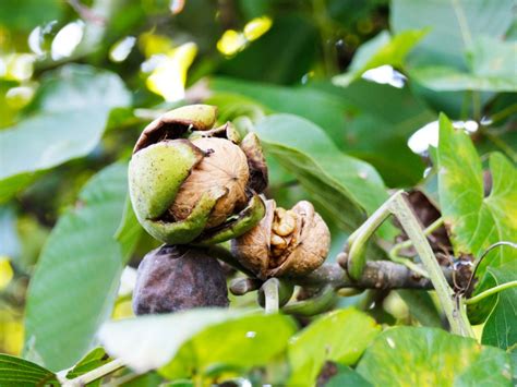 walnut tree care   grow  walnut tree