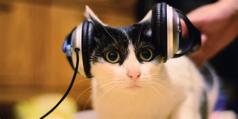 Âm Nhạc Có ảnh Hưởng Như Thế Nào đến Những Chú Mèo Dân Việt