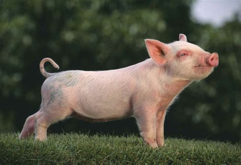 pig breeds  raise   farm