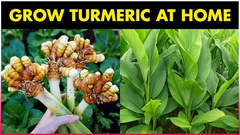grow turmeric  home turmeric farming rhizome cultivation